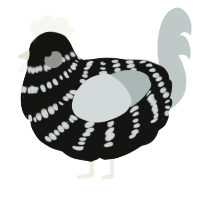 A black and silver chicken with a bar pattern