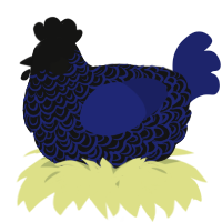A black and navy chicken with a double-lace pattern