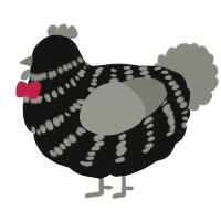 A black and ash chicken with a bar pattern