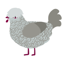 A silver and ash chicken with a double-lace pattern