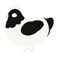A white and black chicken with a head pattern