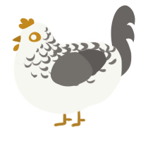 A white and grey chicken with a half-lace pattern