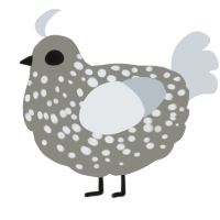 A ash and mist chicken with a speckle pattern