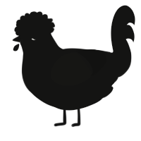 A black chicken