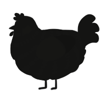 A black chicken with a bar pattern