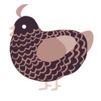 A gluppy and turquoise chicken with a lace pattern