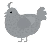 A grey chicken with a speckle pattern