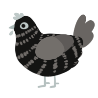 Twist, a black and grey chicken with a bar pattern