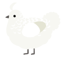 A white chicken with a half-lace pattern