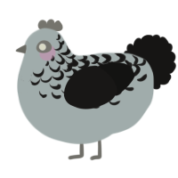A silver and sable chicken with a half-lace pattern