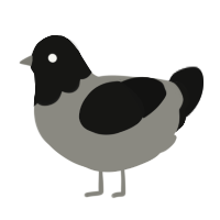 A ash and black chicken with a head pattern
