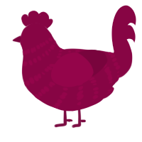 A maroon chicken with a bar pattern
