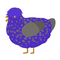 A indigo and grey chicken with a speckle pattern