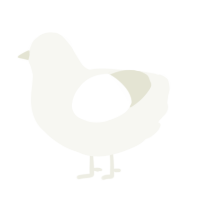 A white chicken