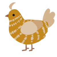 A ochre and beige chicken with a bar pattern