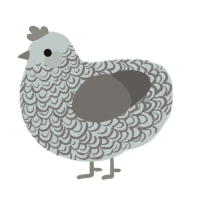 A silver and grey chicken with a double-lace pattern