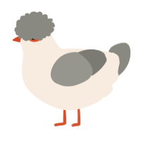 A cream and ash chicken