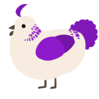 A cream and violet chicken with a neck-band pattern