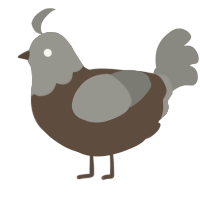 A bark and ash chicken with a head pattern