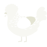 A white chicken with a half-lace pattern
