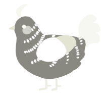 A ash and white chicken with a half-bar pattern
