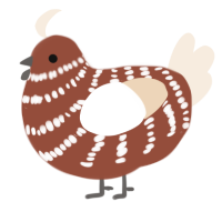 A russet and cream chicken with a bar pattern