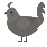 A grey chicken with a head pattern