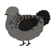 A grey and sable chicken with a half-lace pattern