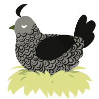 A ash and black chicken with a double-lace pattern