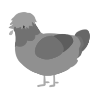 A lime and russet chicken with a head pattern
