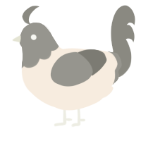 A cream and ash chicken with a head pattern