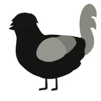 A black and ash chicken
