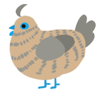 chuck, a beige and ash chicken with a bar pattern