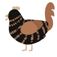 A black and brown chicken with a bar pattern