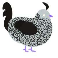 A silver and sable chicken with a double-lace pattern