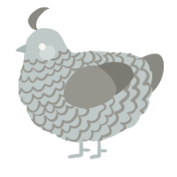 A silver and ash chicken with a lace pattern