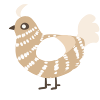 A beige and cream chicken with a bar pattern