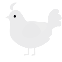 A black chicken