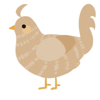 A beige chicken with a bar pattern