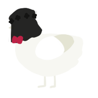 A white chicken