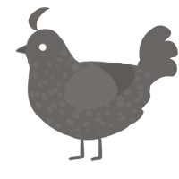 A grey chicken with a speckle pattern
