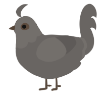 A grey chicken with a head pattern
