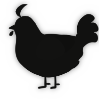 A black chicken