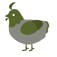 A ash and olive chicken with a head pattern