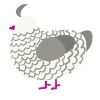 A white and ash chicken with a lace pattern