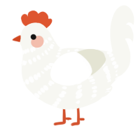 A white chicken with a bar pattern