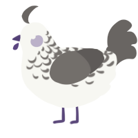 A white and grey chicken with a half-lace pattern