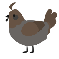 A grey and bark chicken with a head pattern
