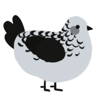 A mist and black chicken with a half-lace pattern