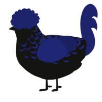 A black and navy chicken with a half-lace pattern